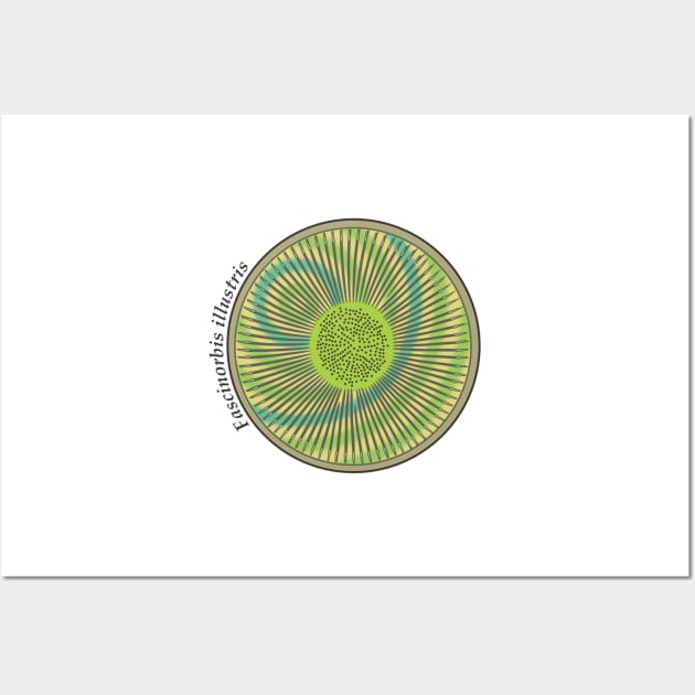 Diatom - Fascinorbis illustris (scientific) Wall Art by DiatomsATTACK